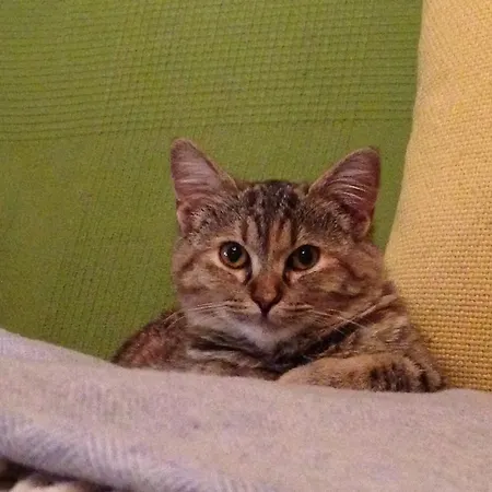 فندق مبيت وإفطار La Familia لاتيزي